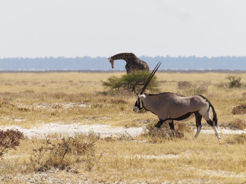 Etosha National Park, Giraffe, Oryx